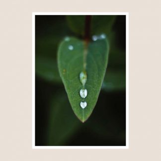Deilen Leaf Photography Print