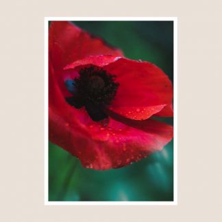 Pabi Coch Poppy Photography Print