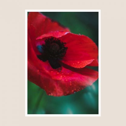 Pabi Coch Poppy Photography Print