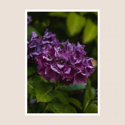 Blodau Porffor Purple Flowers Photography Print