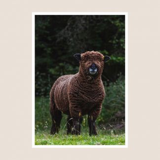 Dafad Sheep Photography Print