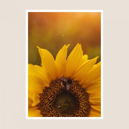 Blodyn Haul Sunflower Bumble Bee Photography Print